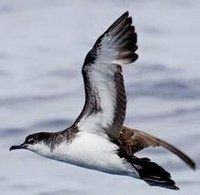 紐厄爾剪水鸌 紐厄爾剪水鸌