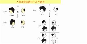 從性遺傳 從性遺傳