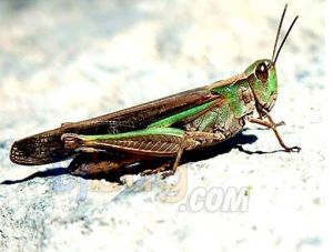 花脛綠紋蝗