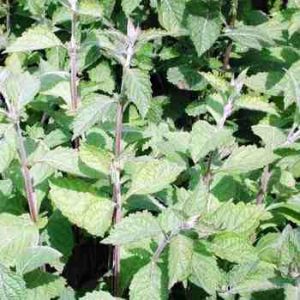 遼寧香茶菜 遼寧香茶菜