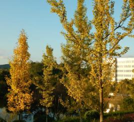 白果樹[銀杏科落葉喬木]