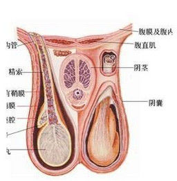 鞘膜積液 鞘膜積液