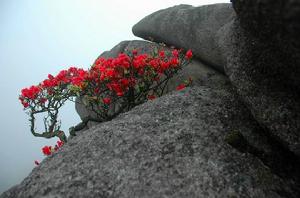 龍巖杜鵑 龍巖杜鵑