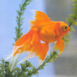 蝶尾紅龍睛魚 蝶尾紅龍睛魚