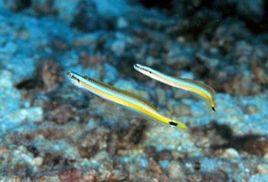 長身蝦虎魚 長身蝦虎魚