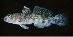 糙頭深鰕虎魚 糙頭深鰕虎魚