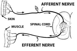 傳入神經 傳入神經