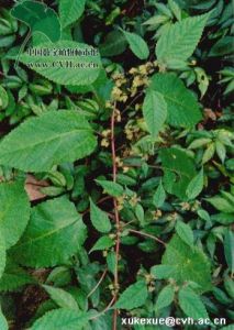 細齒水蛇麻 細齒水蛇麻