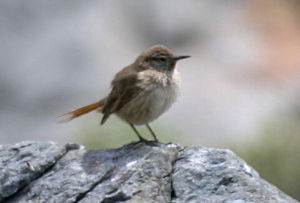 純背針尾雀 純背針尾雀