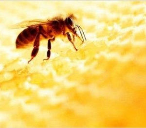 紅蜂膠囊 紅蜂膠囊