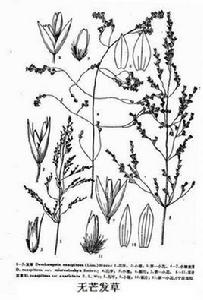 無芒發草 無芒發草