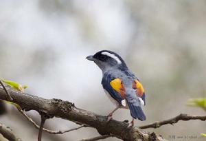 紅翅鵙鶥 紅翅鵙鶥