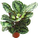 黃苞竹芋 黃苞竹芋