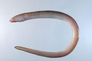 微鰭新鰻 微鰭新鰻