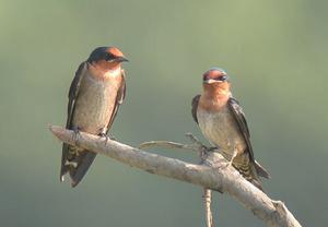 洋燕安達曼亞種 洋燕安達曼亞種