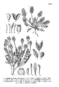 太原黃耆 太原黃耆