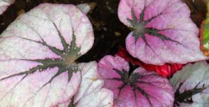 心葉秋海棠（原變種）