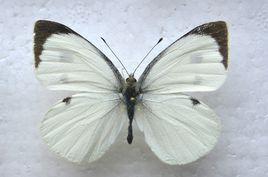 歐洲粉蝶 歐洲粉蝶