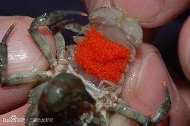 腹胚亞目 腹胚亞目