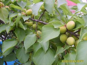 蝶戀花·花褪殘紅青杏小