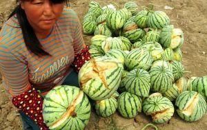 爆炸西瓜 爆炸西瓜