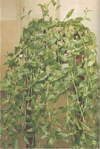 鋪地錦竹草 鋪地錦竹草