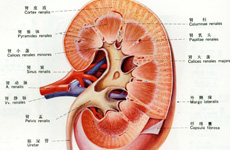 慢性腎功能衰竭 慢性腎功能衰竭