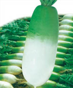 塞西白蘿蔔 塞西白蘿蔔