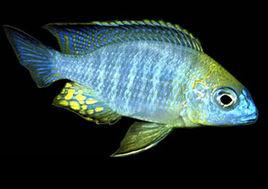 Yellow Collar Yellow Collar