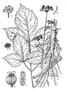 紫傘芹屬 紫傘芹屬