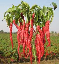辣椒