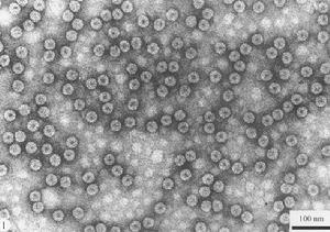 雀麥花葉病毒屬 雀麥花葉病毒屬