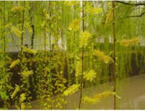 毛小葉墊柳 毛小葉墊柳