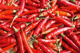 冀州天鷹椒 冀州天鷹椒