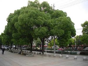 九江市市樹 九江市市樹
