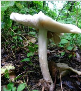 亮蓋雞樅 亮蓋雞樅