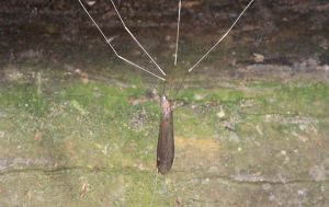 白脛長大蚊 白脛長大蚊