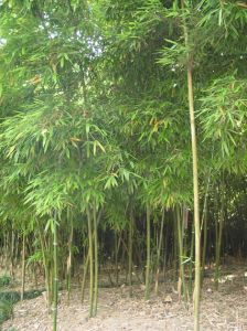 滿山爆竹 滿山爆竹