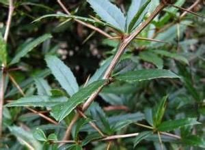 鉤葉刺疣蘚 鉤葉刺疣蘚