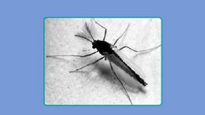 人字雙棒蟲 人字雙棒蟲