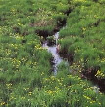 上杭苔草 上杭苔草