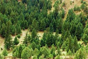 哈里哈圖國家森林公園