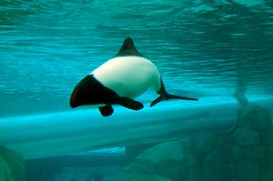 花斑喙頭海豚 花斑喙頭海豚