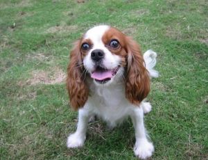 查理王犬 查理王犬