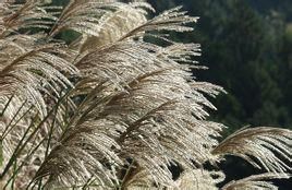 崗柴（原變型）