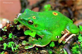 大泛樹蛙 大泛樹蛙