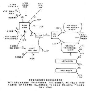 脂肪代謝 脂肪代謝