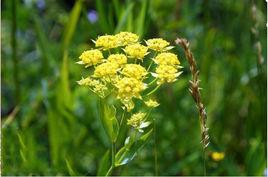 中國柴胡 中國柴胡