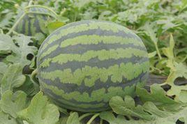 純品甜王 純品甜王