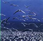 鳥島自然保護區